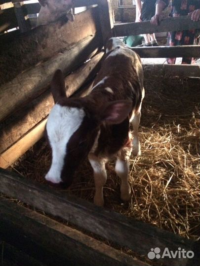 Продам телок айширской породы