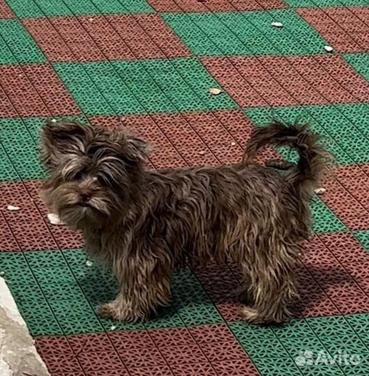 Йоркширский терьер