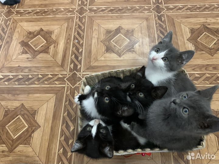 Котята в добрые руки мальчики