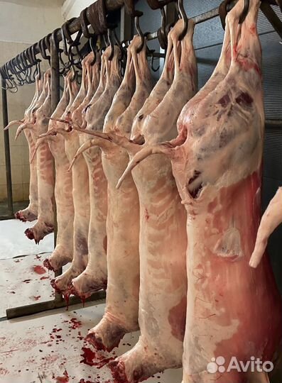 Мясо молодой баранины оптом и поштучно тушками