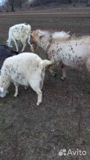 Козы с козлятами, первородки, козы5000 т, р