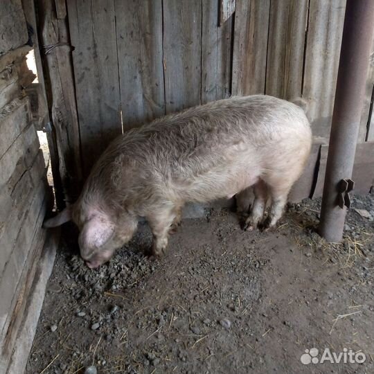 Хряк на племя