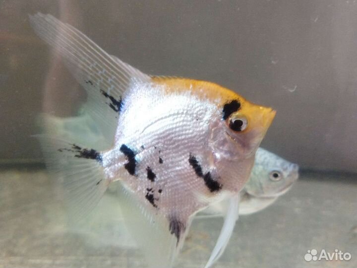 Гурами, скаляр