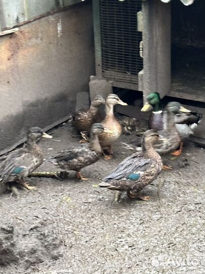 Утки (Кряквы)