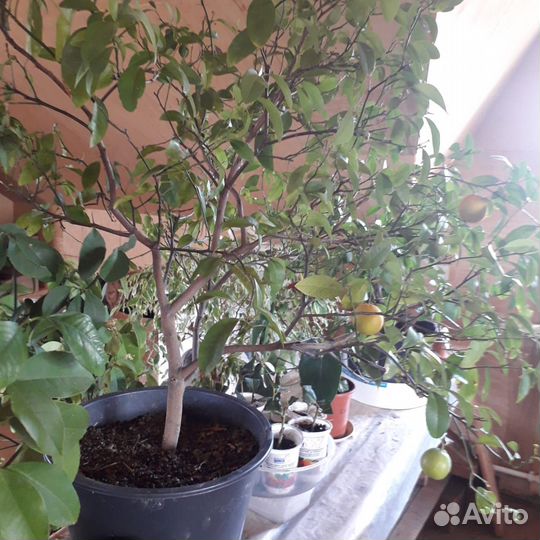 Мандариновое дерево с плодами