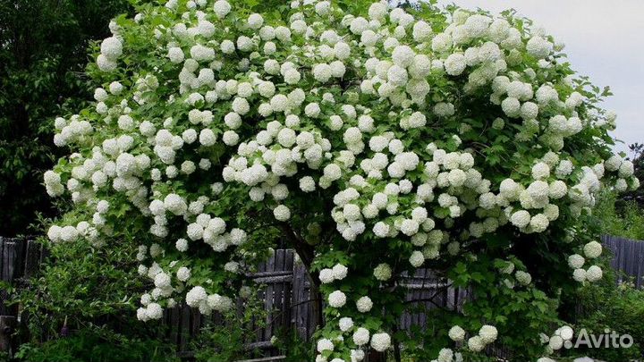 Калина бульденеж Высота от 255см