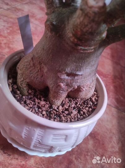 Adenium thai socotranum diamond crown