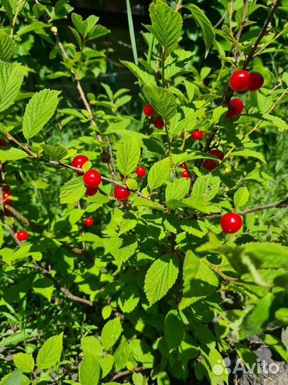 Вишня войлочная саженцы