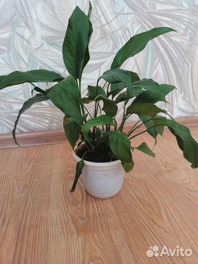 Спатифиллум