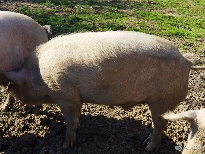 Продам борова