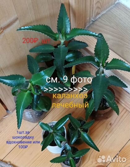 Каланхоэ. дегремона.и др