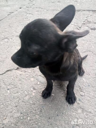 Собакен не моросит