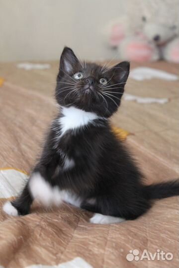 Котик Веня