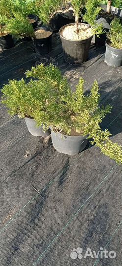 Можжевельник