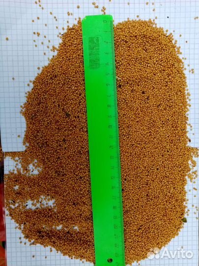 Горчица жёлтая