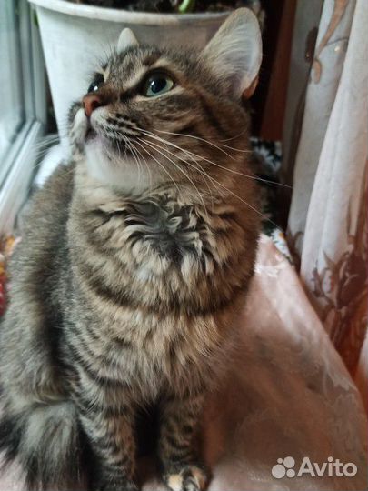 Кошка Стеша