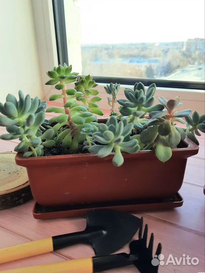 Суккуленты