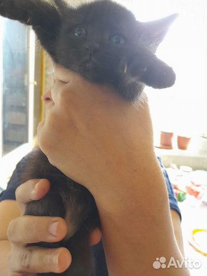 Котята крысоловы в дар