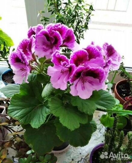 Королевская пеларгония герань