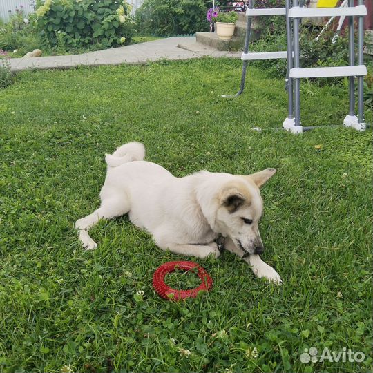 Собака в добрые руки отдам бесплатно