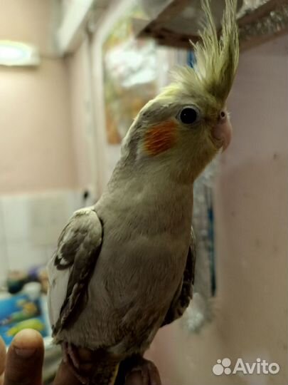 Попугай корелла