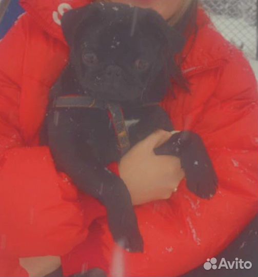 Мопс вязка мальчик