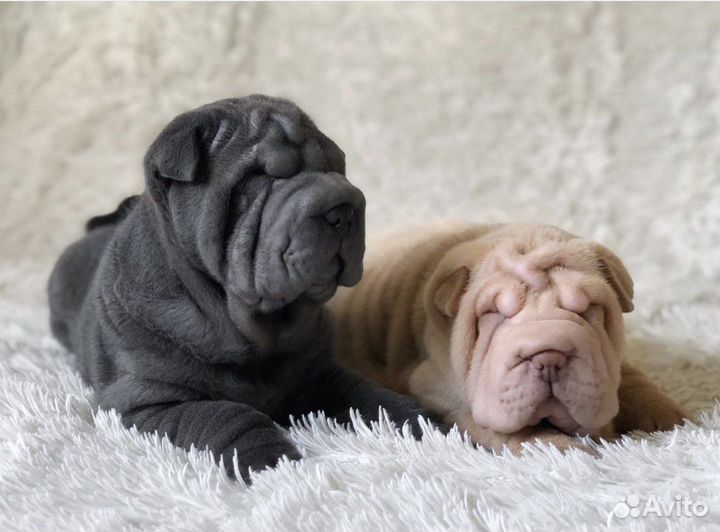 Щенки Шарпея