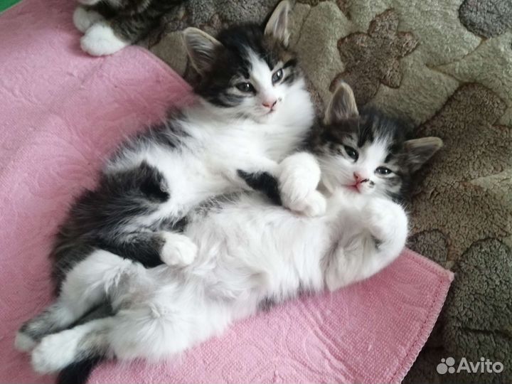 Ласковые Котята - пушистики