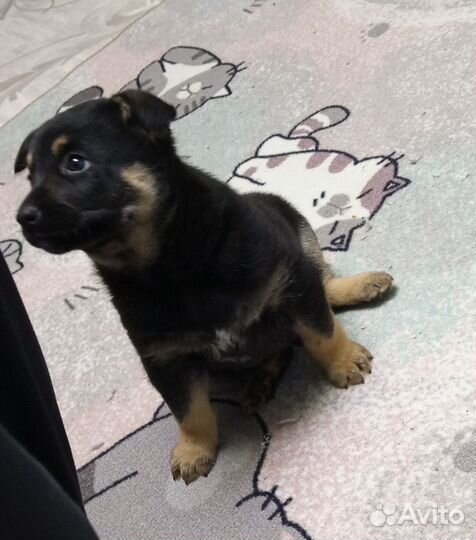 Бордер колли метис