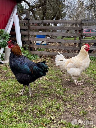 Молодые петухи
