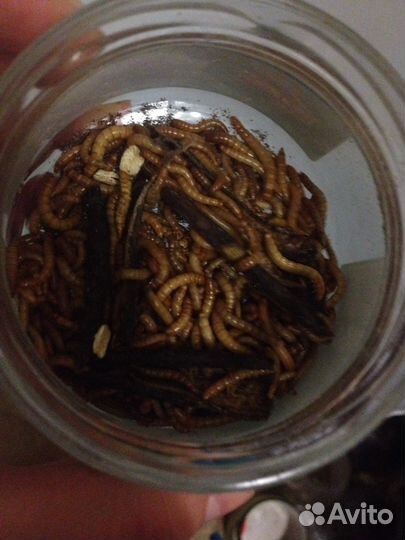 Мучной червь