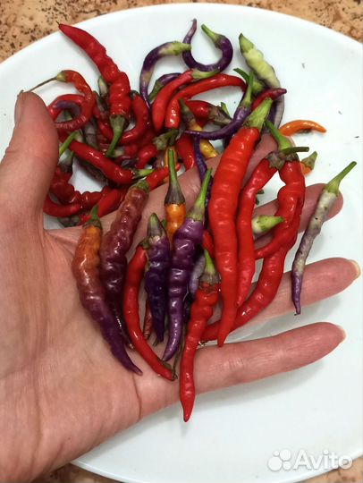 Семена острого перца