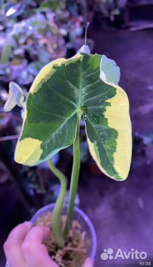 Ксантозома альбомаргината Микки Маус