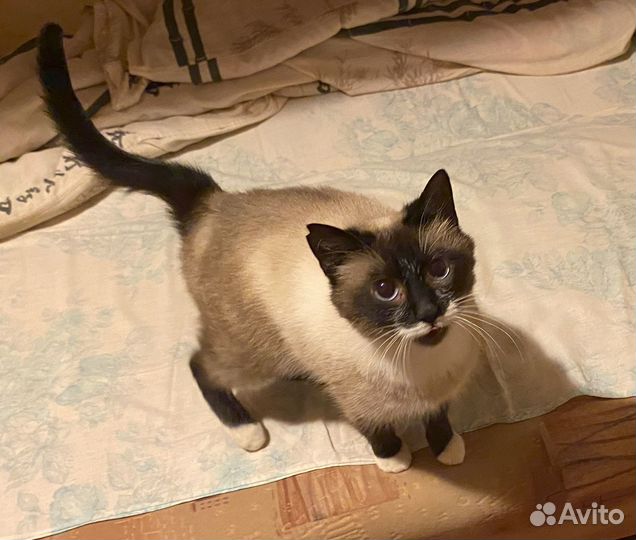 Кошечка ищет дом