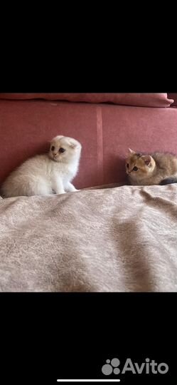 Шиншилки котята