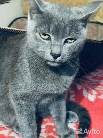Котики