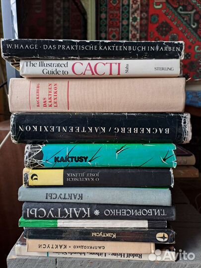 Кактусы и книги