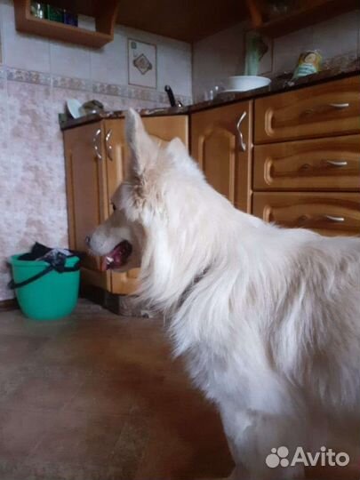 Жизненно необходима передержка, или дом