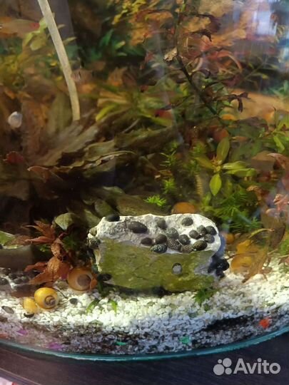 Продам Теодоксусов, Неретин улиток, малюсков