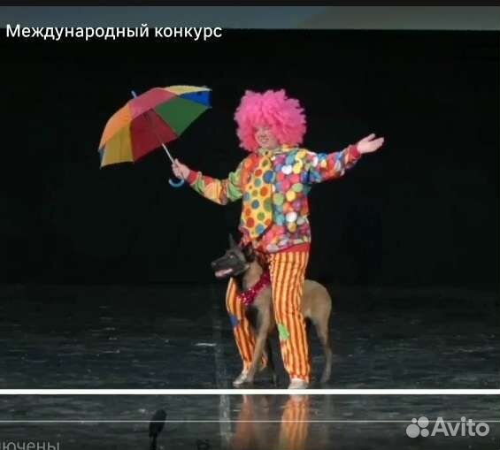 Шоу с цирковыми животными