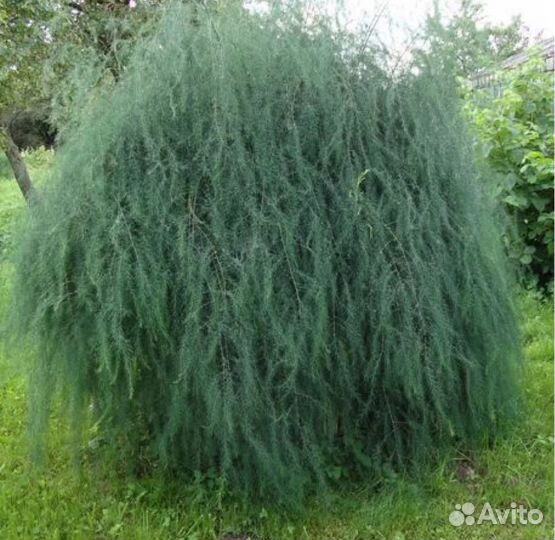 Рассада спаржи