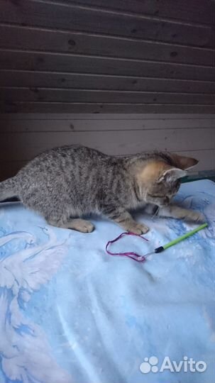 Европейская