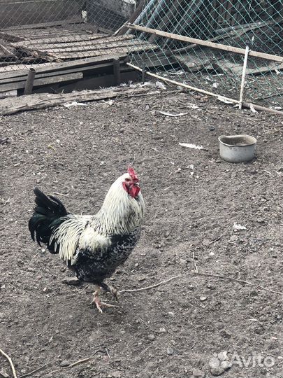 Молодые петухи