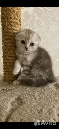 Купить Шотландского котенка