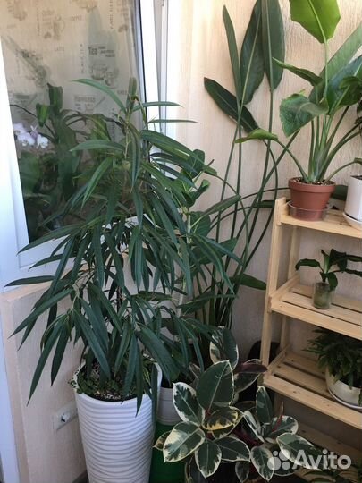 Комнатные цветы