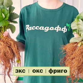 Рассада клубники. Элитные сорта оптом