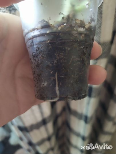 Эпипремнум