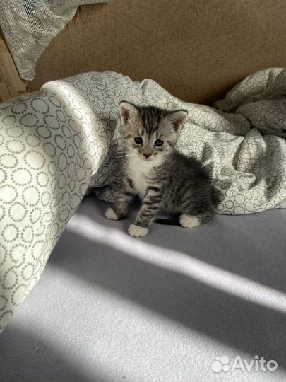 Отдам в добрые руки котенка девочку