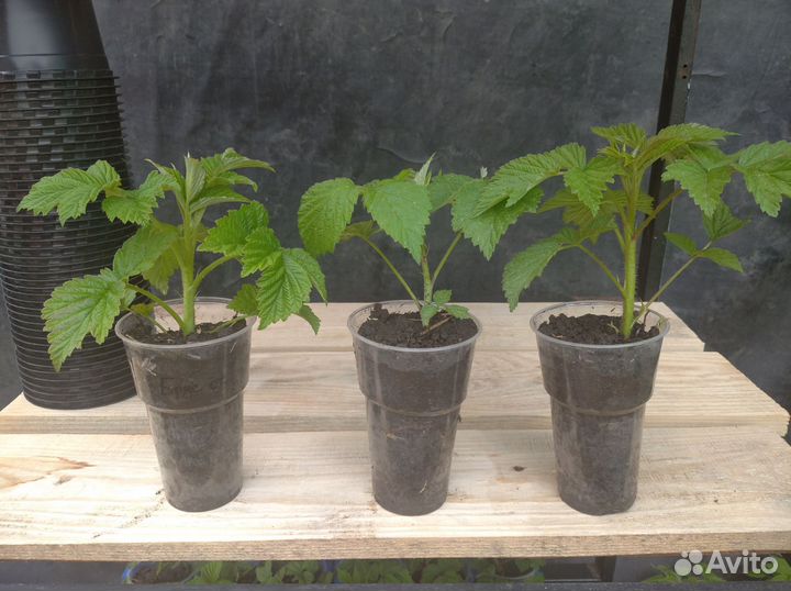 Саженцы ремонтантной Малины