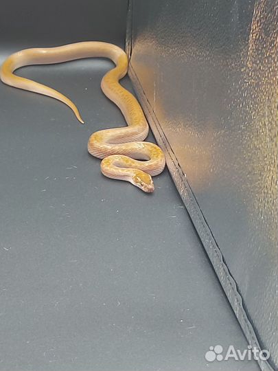 Домовая змея